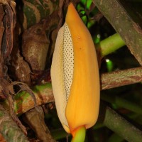 Rhaphidophora decursiva (Roxb.) Schott
